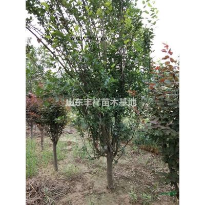 山東合歡15公分合歡、18公分合歡價格