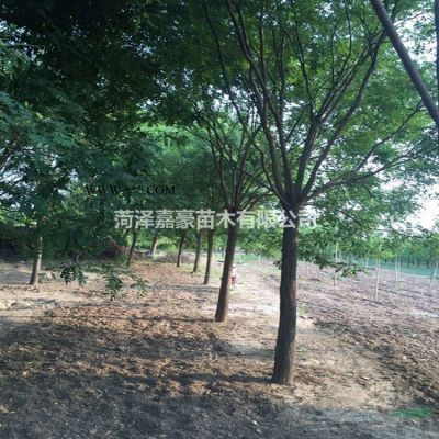 白蠟價格18公分白蠟20公分白蠟價格