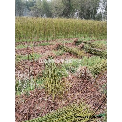 江西3公分茶花價格4公分茶花價格5公分茶花價格6公分茶花價格