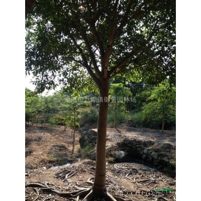 漳州三角梅 福建勒杜鵑 圖片/漳州三角梅 福建勒杜鵑 報價