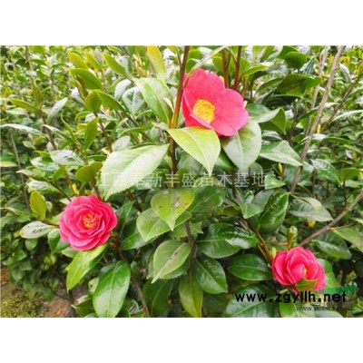 江西色塊苗杜鵑，紅花繼木，金森女貞，大葉黃楊，紅葉石楠、茶梅