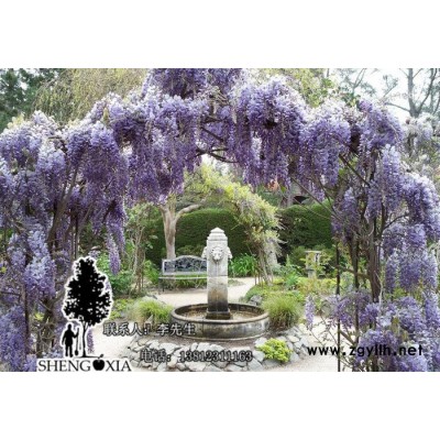 批發(fā)  紫滕花苗庭院綠化苗木 紫藤樹苗 紫藤苗 2cm 12元