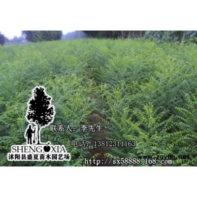 盛夏苗木直銷批發(fā)綠化苗木 國槐 國槐樹苗  一米五高國槐苗