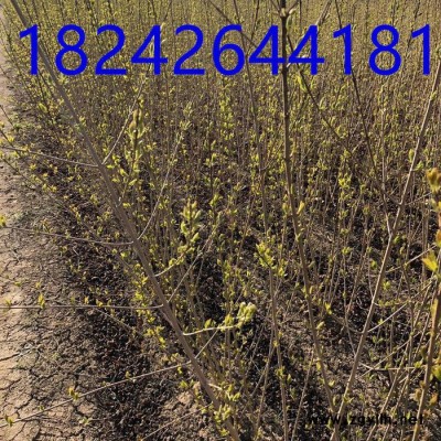 茶條槭 三角楓 茶條槭 價格  茶條槭小苗 綠化苗木