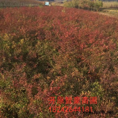 珍珠繡線菊   綠化苗木 珍珠繡線菊球  開原苗圃