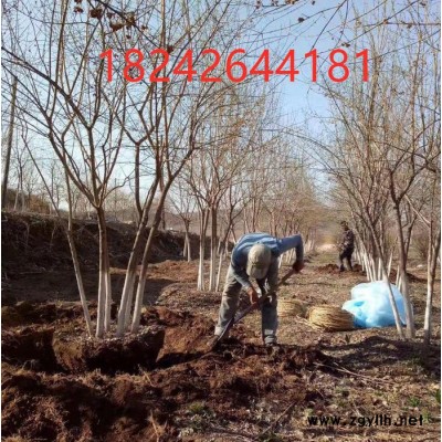 園林綠化苗木  茶條槭  叢生茶條槭   工程綠化