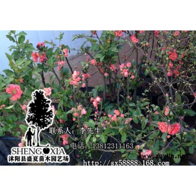 批發(fā)綠化苗木 日本長壽冠海棠 海棠花 室內(nèi)盆栽花卉