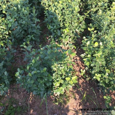 綠化苗木  衛矛球 衛矛球批發 衛矛球 **衛矛球