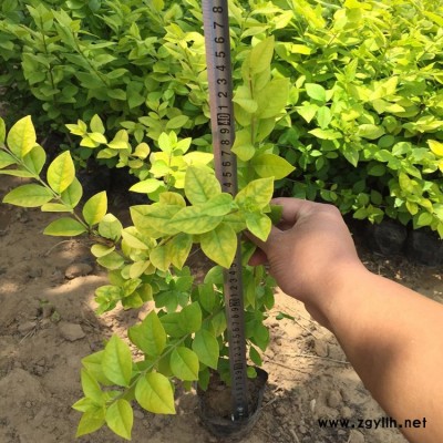 青州鑫超多種綠化苗木，金葉女貞，紅葉小波，批發基地