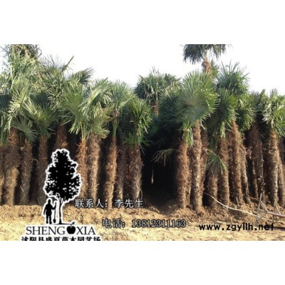 大量直銷棕櫚  綠化苗木 園林棕櫚 大型樹苗  棕櫚類植物