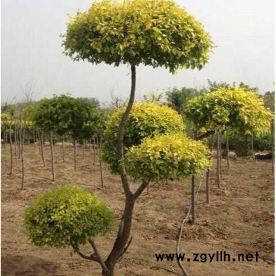 **苗木造型金葉榆  三捧金葉榆  金葉榆柱 規(guī)格齊全  綠化苗木 開原造型金葉榆