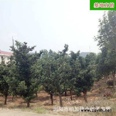 批發(fā)原生羅漢松 冠幅飽滿(mǎn)  造型盆景 小區(qū)公園綠化苗木基地直銷(xiāo)