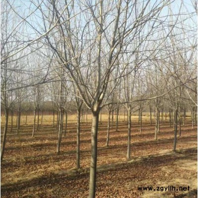 綠化苗木  紫葉稠李 叢生紫葉稠李 規(guī)格齊全量大從優(yōu)