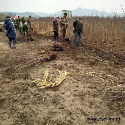 遼寧苗木 紅葉李綠籬苗 密枝紅葉李小苗 綠化苗木 規格齊全