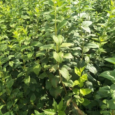 綠化苗木  東北連翹 規格齊全質量保證 量大從優  綠化苗木