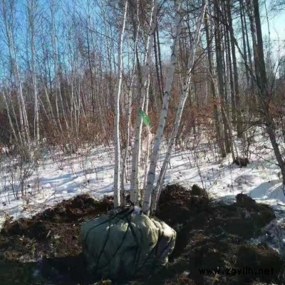 東北苗木基地批發綠化苗木白樺樹 裝飾樹干 叢生白樺規格齊全綠化苗木