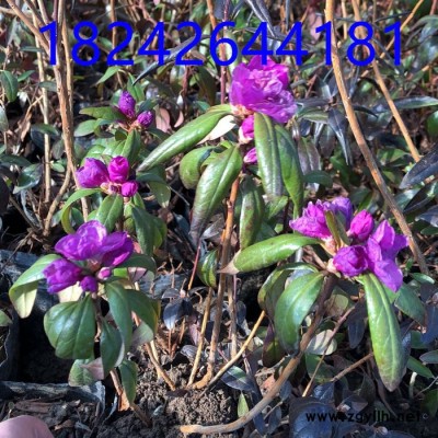 杜鵑 興安杜鵑 杜鵑杯苗  杜鵑價格  綠化苗木 映山紅 東北苗木