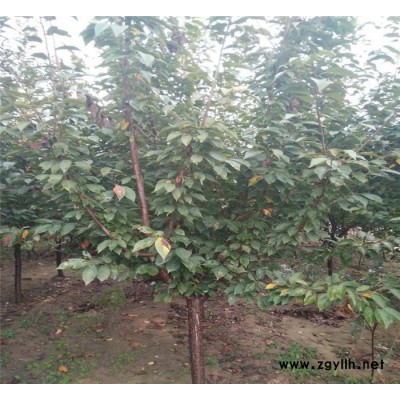 大量園林綠化苗木櫻花樹，3~15公分櫻花樹價格便宜成活率高。