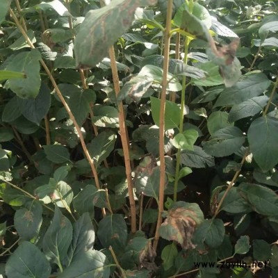 東北遼寧 苗圃 綠化苗木  東北連翹 連翹球 遼寧連翹 東北連翹價格  綠化苗木