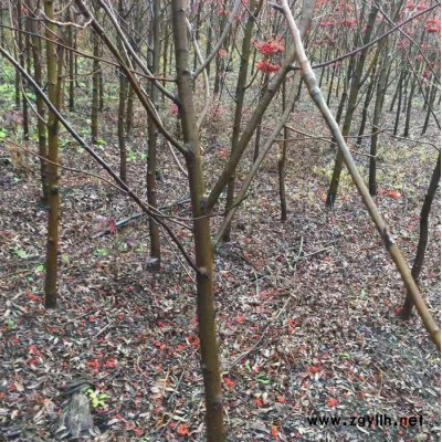 東北苗木  東北百花花楸  黑果花楸 綠化苗木