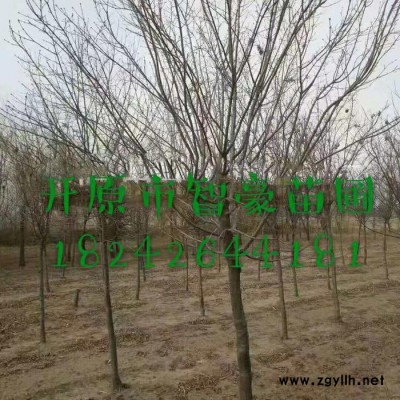 綠化苗木 ** 暴馬丁香  垂枝丁香  叢生暴馬丁香 開原苗圃