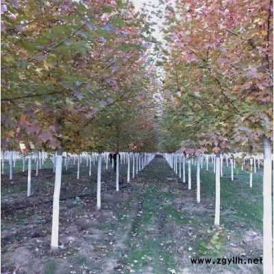 紅楓秋火焰  紅楓扦插苗   綠化苗木