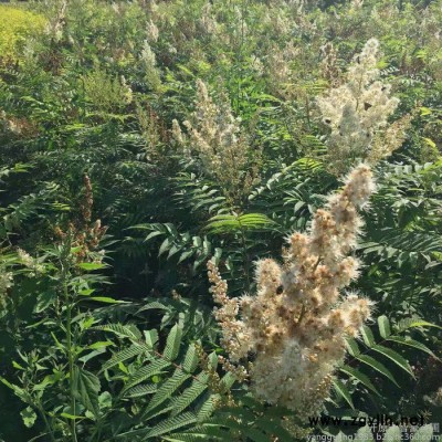 珍珠梅  綠化苗木 高60-150CM  規(guī)格齊全