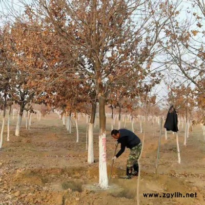 綠化苗木 遼寧蒙古櫟 **蒙古櫟 叢生蒙古櫟 蒙古櫟小苗