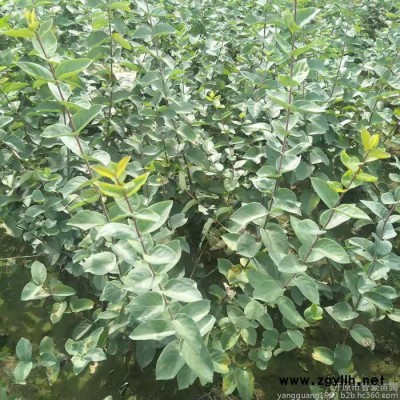 遼寧苗木 綠化苗木  藍葉忍冬 紅花忍冬 金銀忍冬  忍冬價格 遼寧藍葉忍冬