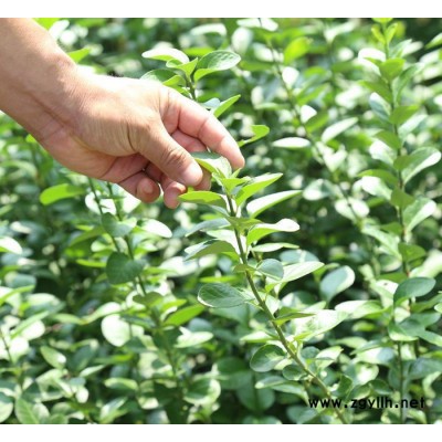 山東鳳岐苗木綠化苗木，衛(wèi)矛小苗多少錢一棵？紅火焰衛(wèi)矛價格