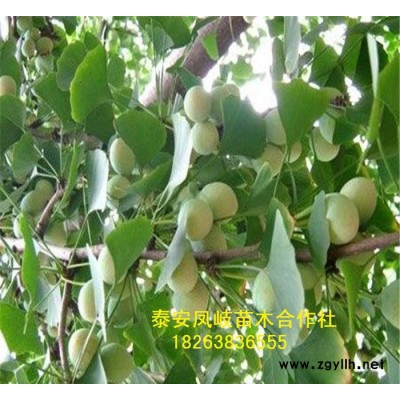 山東鳳岐苗木提供園林苗木價格，銀杏樹小苗價格，綠化苗木。