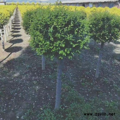 遼寧苗圃   金葉榆球  金葉榆桿球  規格齊全 質量保證  綠化苗木