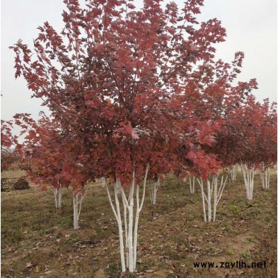 抗寒美國紅楓秋火焰 美國紅楓扦插苗 叢生美國紅楓  綠化苗木