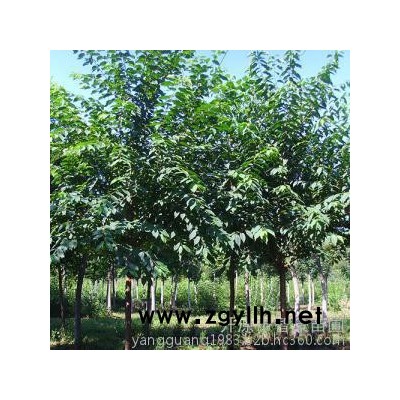 叢生 山桃稠李 綠化苗木