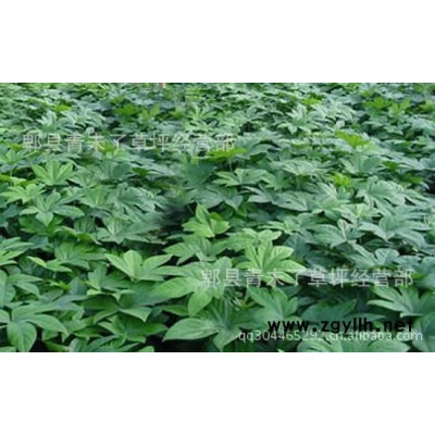 綠化苗木 八角金盤苗木