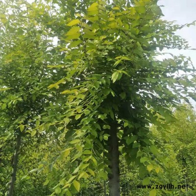 東北苗圃 **金葉榆 綠化喬木 綠化苗木