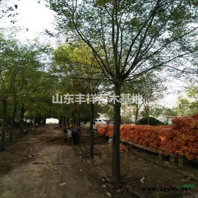 叢生紫荊價格山東叢生紫荊基地