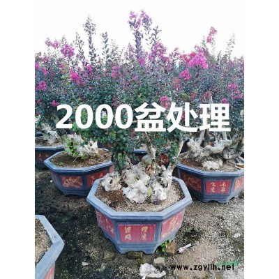 福建羊蹄甲價格 紅花紫荊價格 宮粉紫荊批發(fā)