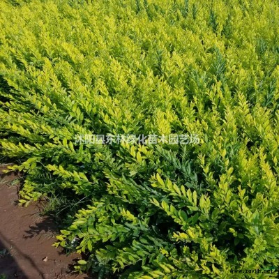 供應茶梅價格、茶梅圖片、茶梅產地、茶梅綠化苗木苗圃基地