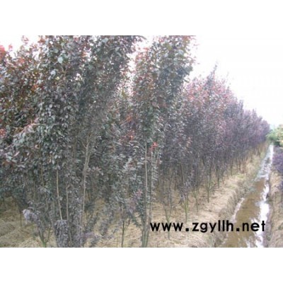 小葉黃楊、大葉黃楊、龍柏、蜀檜、衛矛、連翹