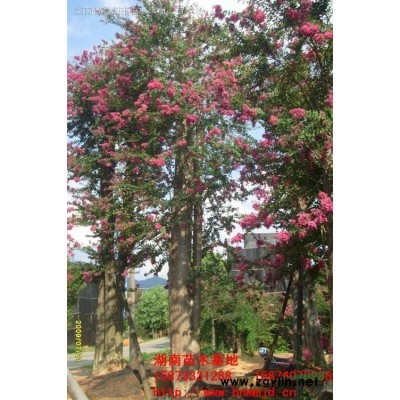 湖南茶梅 湖南茶梅扦插小苗 茶梅球價格 茶梅基地 茶梅價格