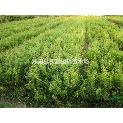 連翹多少錢一棵