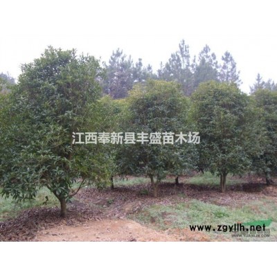 十大功勞、金絲桃、龜甲冬青、小葉梔子、夏鵑、茶梅、法國冬青、