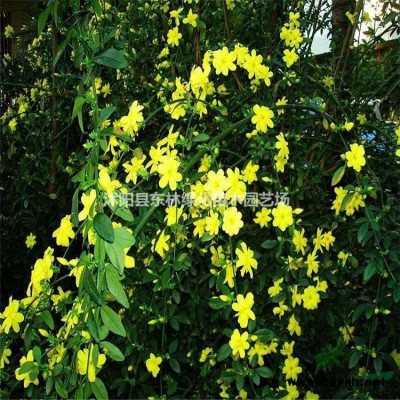 連翹,迎春,衛矛,扶芳藤,紫葉桃,桂花.大葉黃楊.繡線菊，瓜