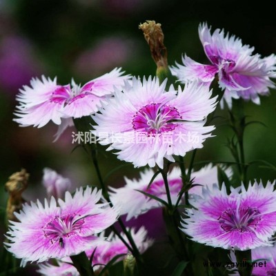 哪里有連翹小苗