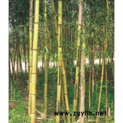 連翹苗、連翹價格、連翹毛球、高桿連翹