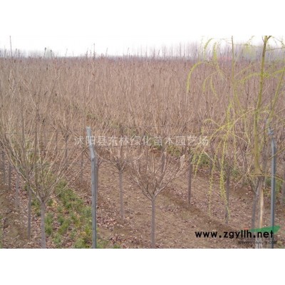 供應沭陽臘梅、臘梅價格、叢生臘梅、獨桿臘梅