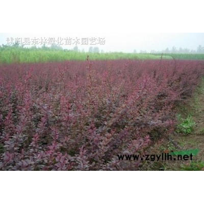 供應花石榴價格、花石榴圖片、花石榴產地、花石榴綠化苗木基地