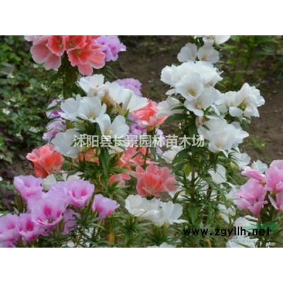 2--8公分花石榴圖片