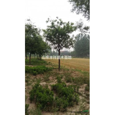 叢生花石榴價格冠幅2米高度3米